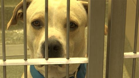 Lubbock animal services - 0:03. 2:10. Lubbock Animal Services has announced plans to reopen to the public Tuesday after a distemper outbreak among the shelter's dogs shuttered the facility for more than two weeks and left ...